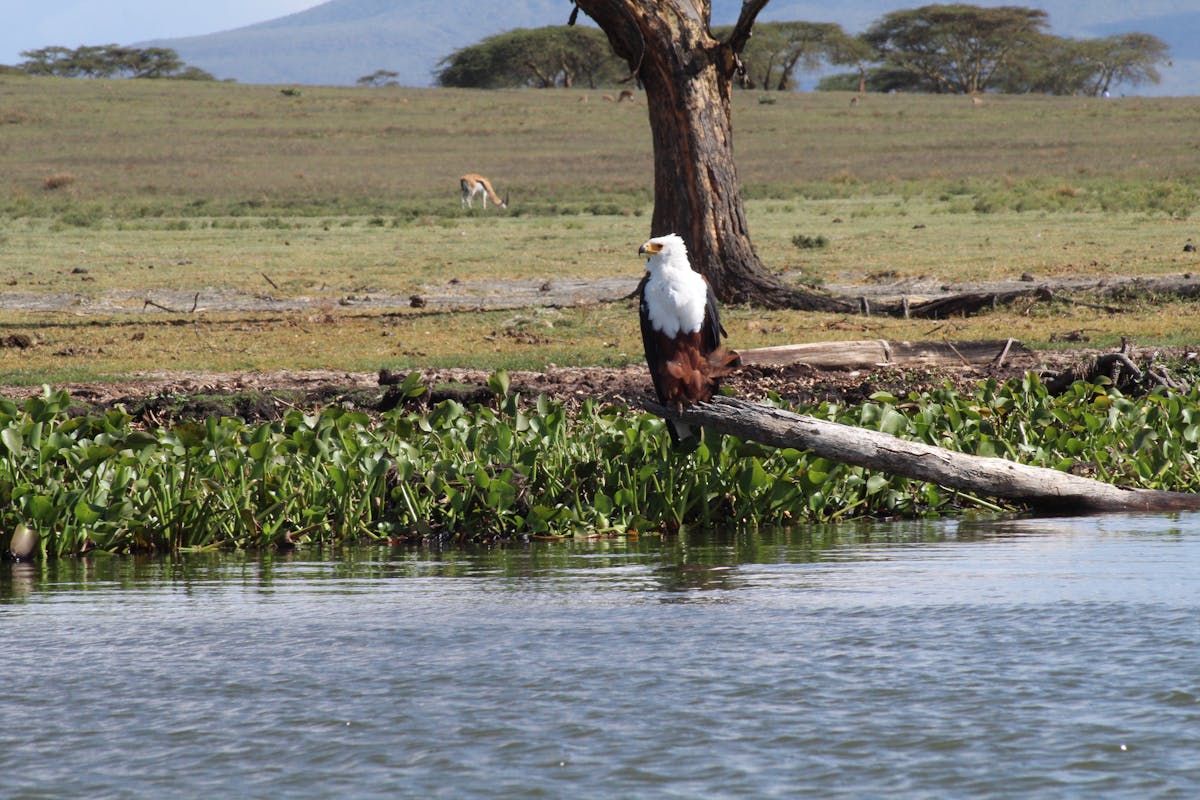 Birdwatching Tendaba