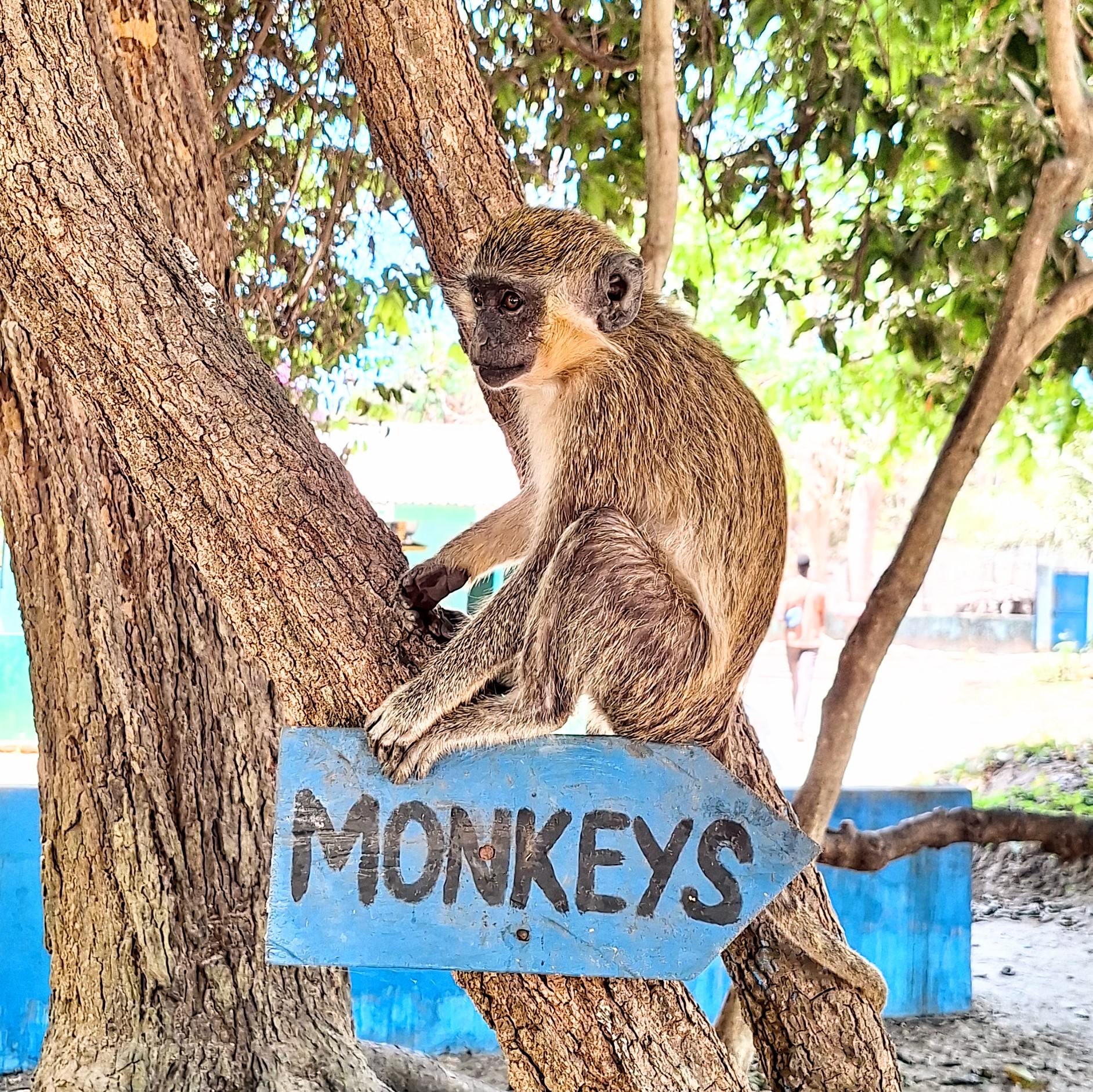 Bijilo Monkey Forest