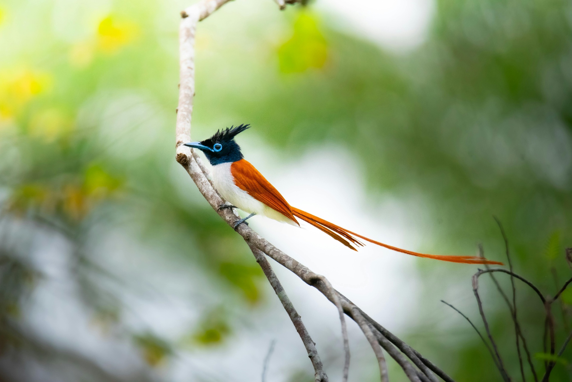 Birdwatching tours in Gambia