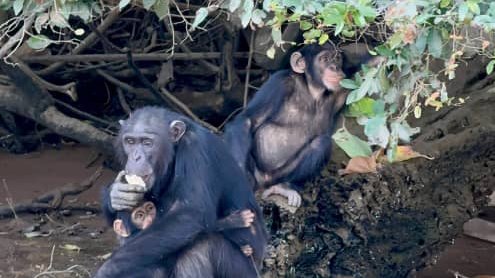 Chimpansees & Nijlpaarden