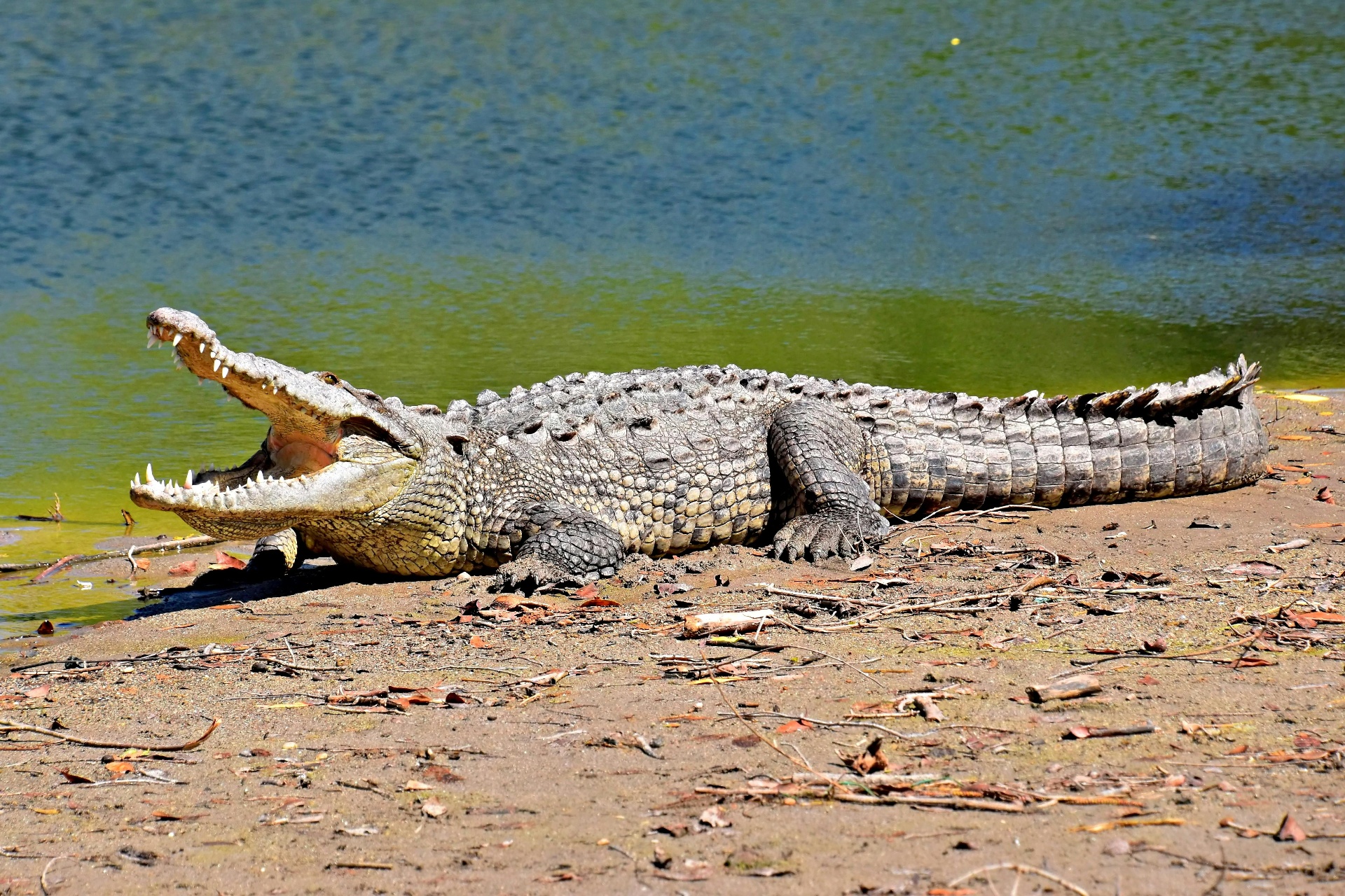 Crocodile Pool