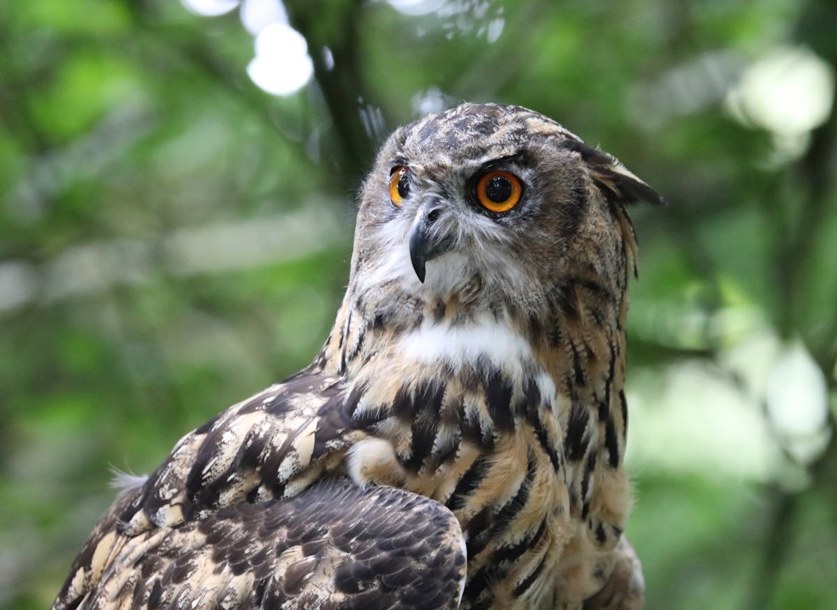 Birdwatching Brufut Woods