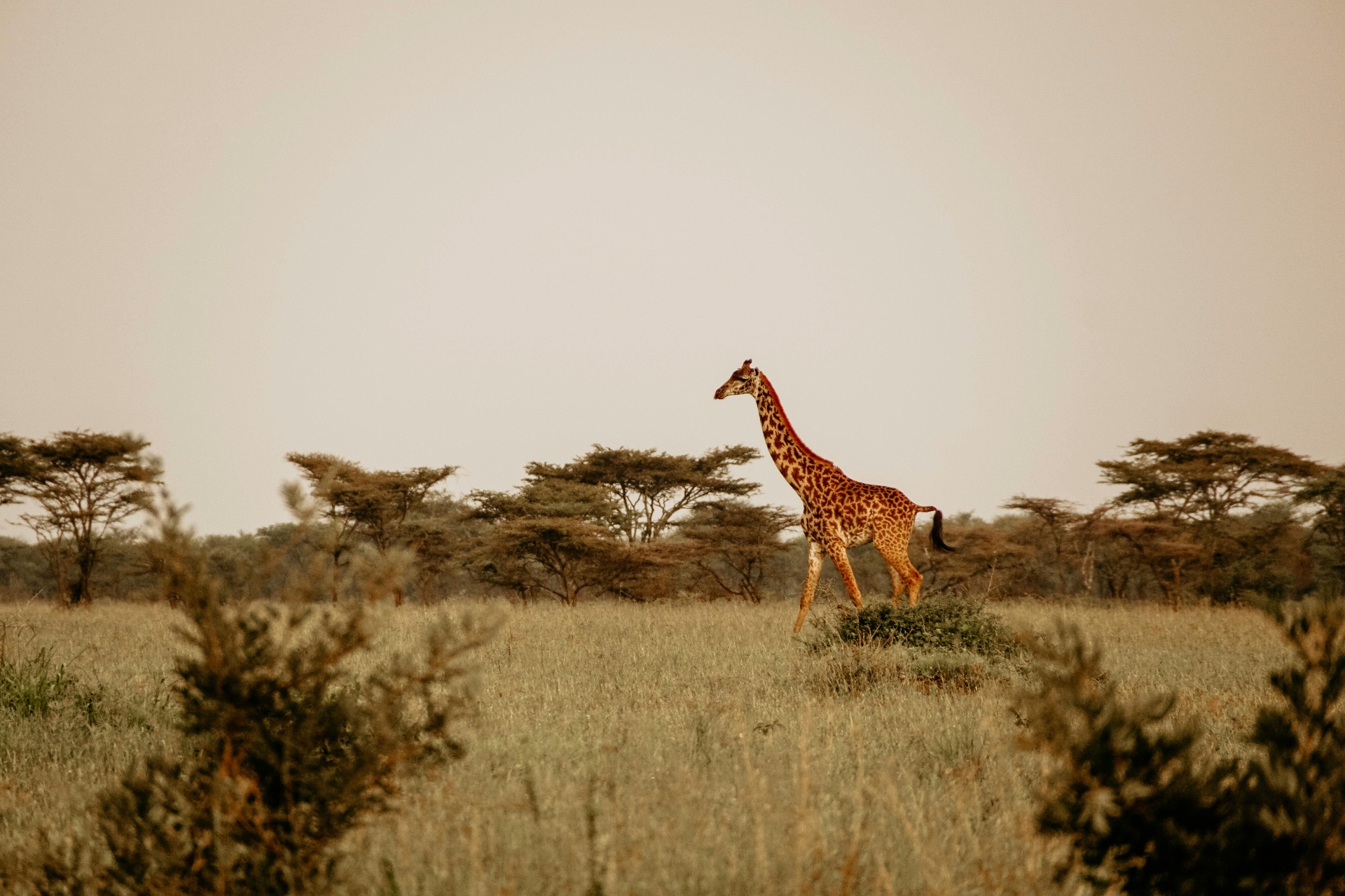 Fathala Wildlife Reserve