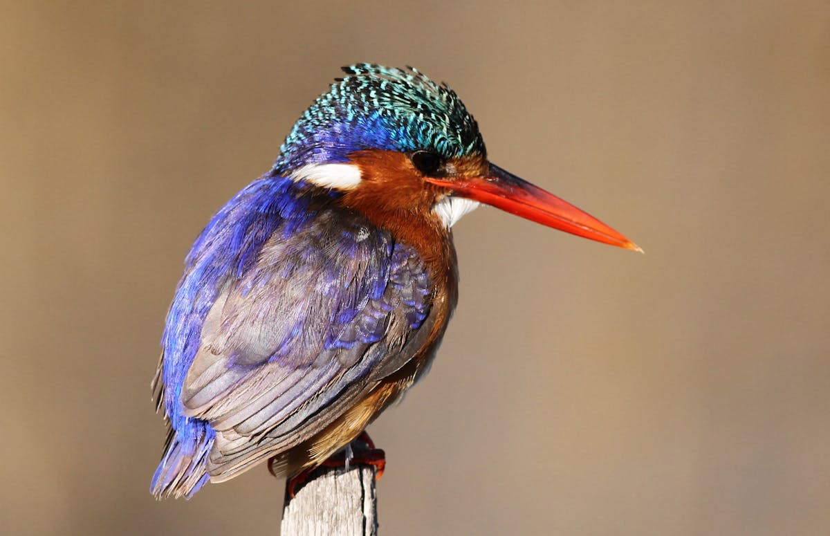 Birdwatching Kotu Creek