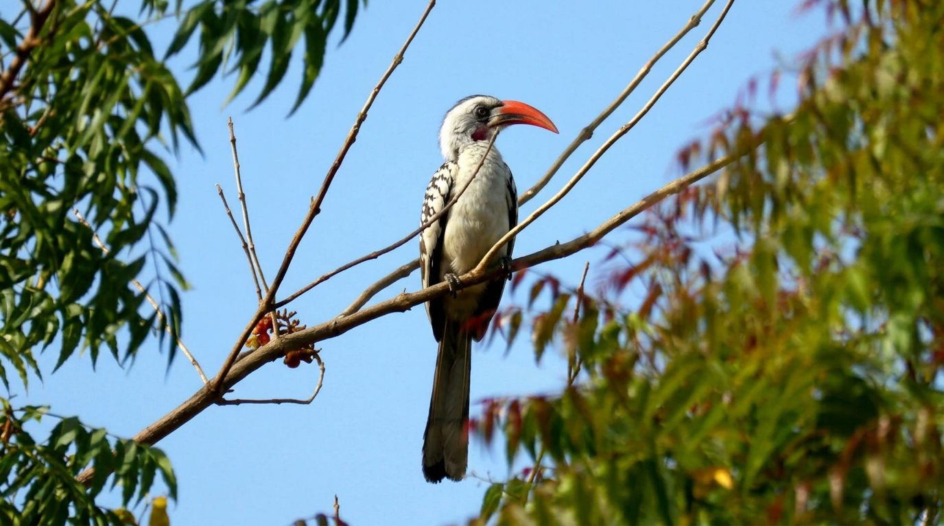 Birdwatching Lamin Lodge
