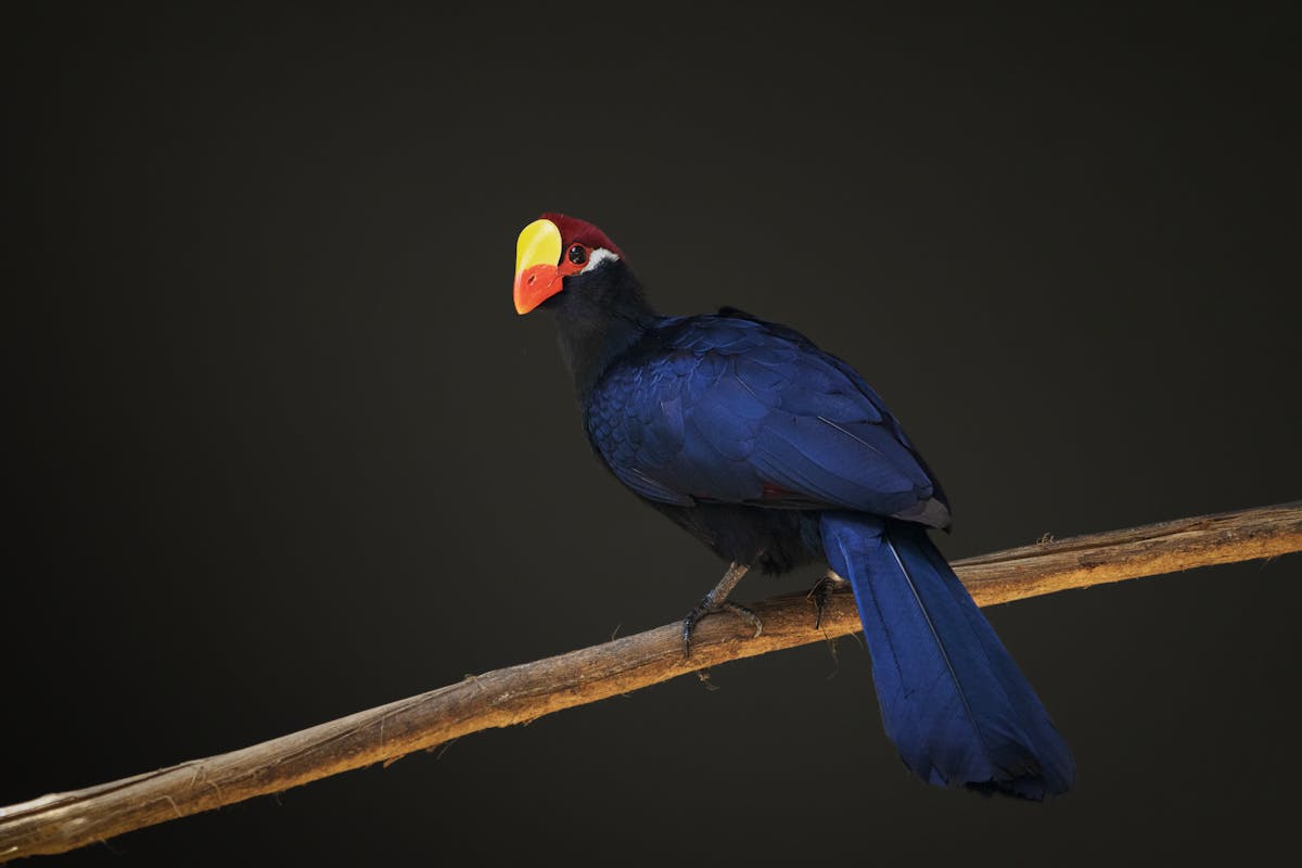 Birdwatching Abuko